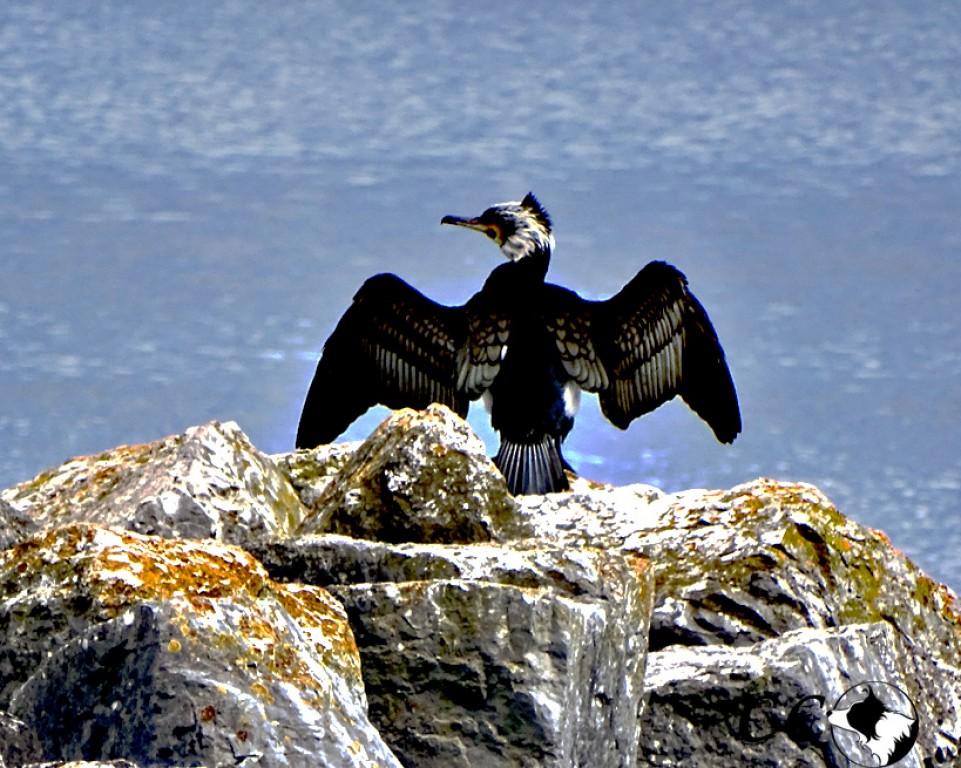 cormoran lac du Bourget